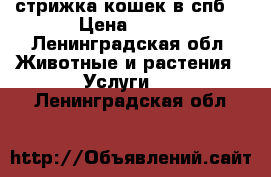 стрижка кошек в спб  › Цена ­ 900 - Ленинградская обл. Животные и растения » Услуги   . Ленинградская обл.